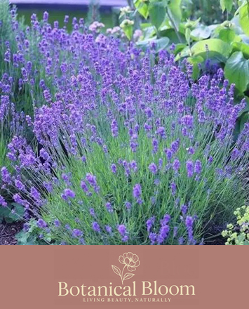 Alsager Flowers Lavender