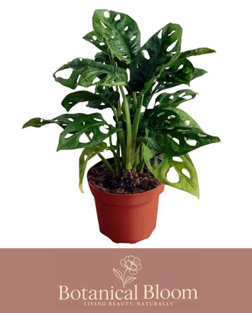 Alsager Flowers Monstera Monkey Mask