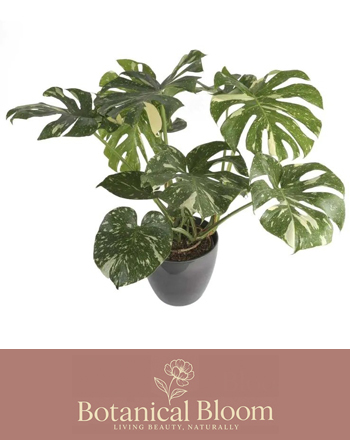 Alsager Flowers Monstera Thai Constellation