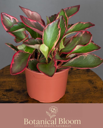 Alsager Flowers Peperomia Clusifolia Ginny