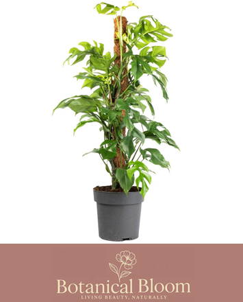 Alsager Flowers Philodendron Minima Moss Pole