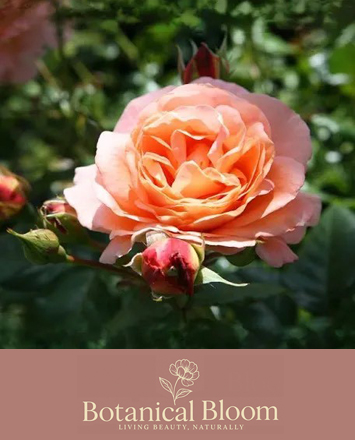 Alsager Flowers Roses