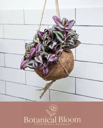 Alsager Flowers Tradescantia Nanouk Hanging Pot
