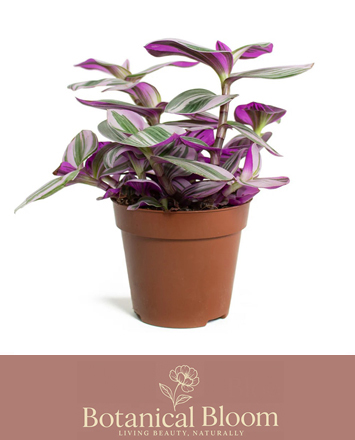 Alsager Flowers Tradescantia Nanouk