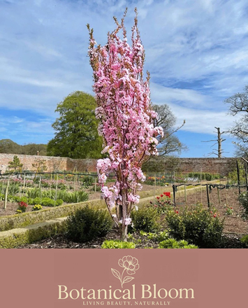 Flowering Cherry Prunus