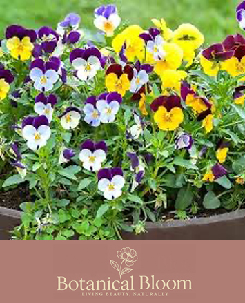 Seasonal Plants and Veg at Alsager and Nantwich Markets