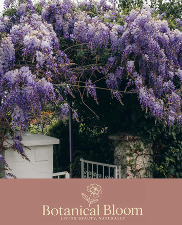 Wisteria Sinensis