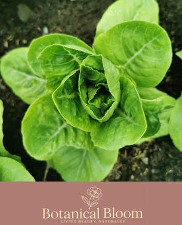 Seasonal Plants and Veg at Alsager and Nantwich Markets